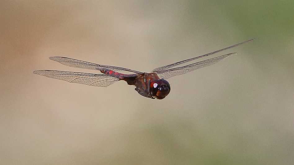 J19_9254 Tramea limbata male.JPG